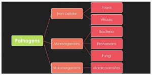 HSC Band 6 Biology Notes on Infectious Diseases