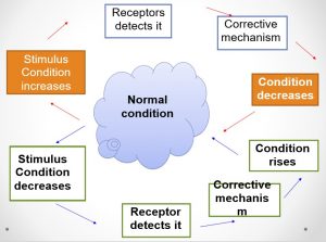 Homeostasis