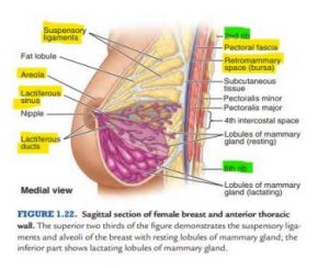 Mammary Glands Anatomy