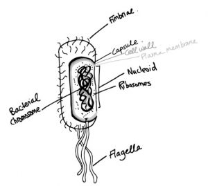 Microbiology and Immunology Notes