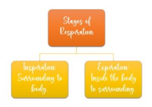 Breathing and Exchange of Gases