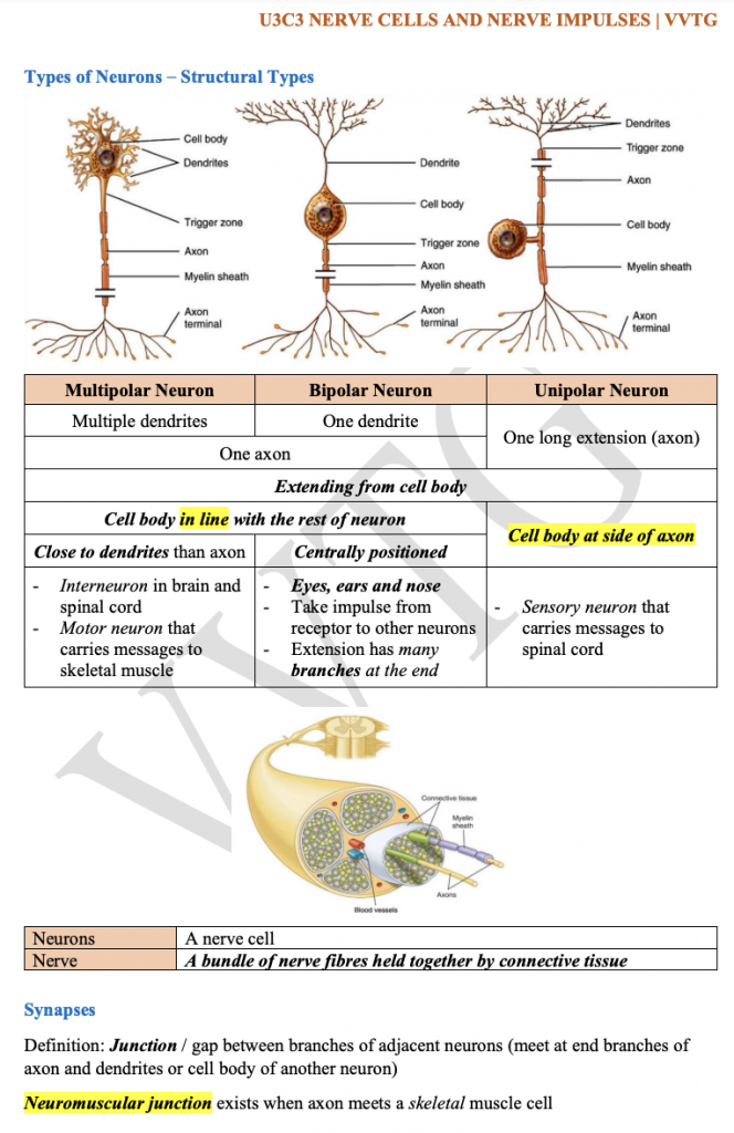 Human Biology - Nerves