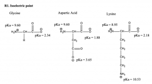 BCH 2333 Intro to Biochemistry