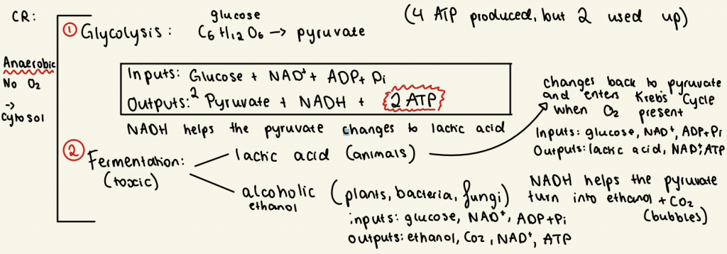 Biology Diagram about Cellular Respiration