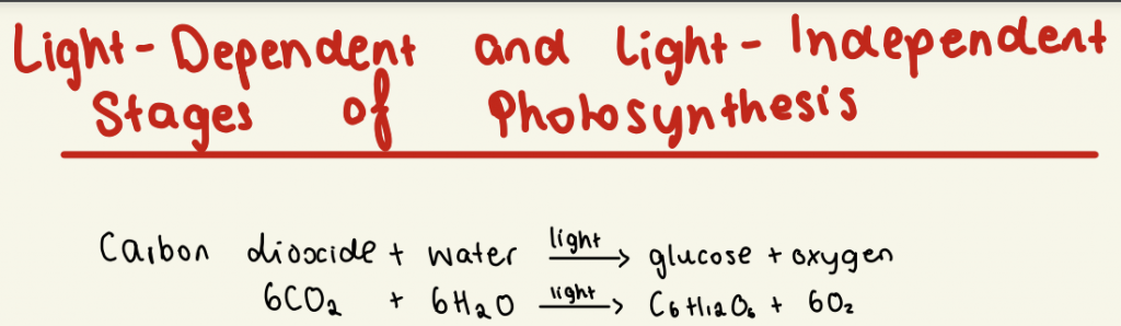 Biology Diagram about Photosynthesis