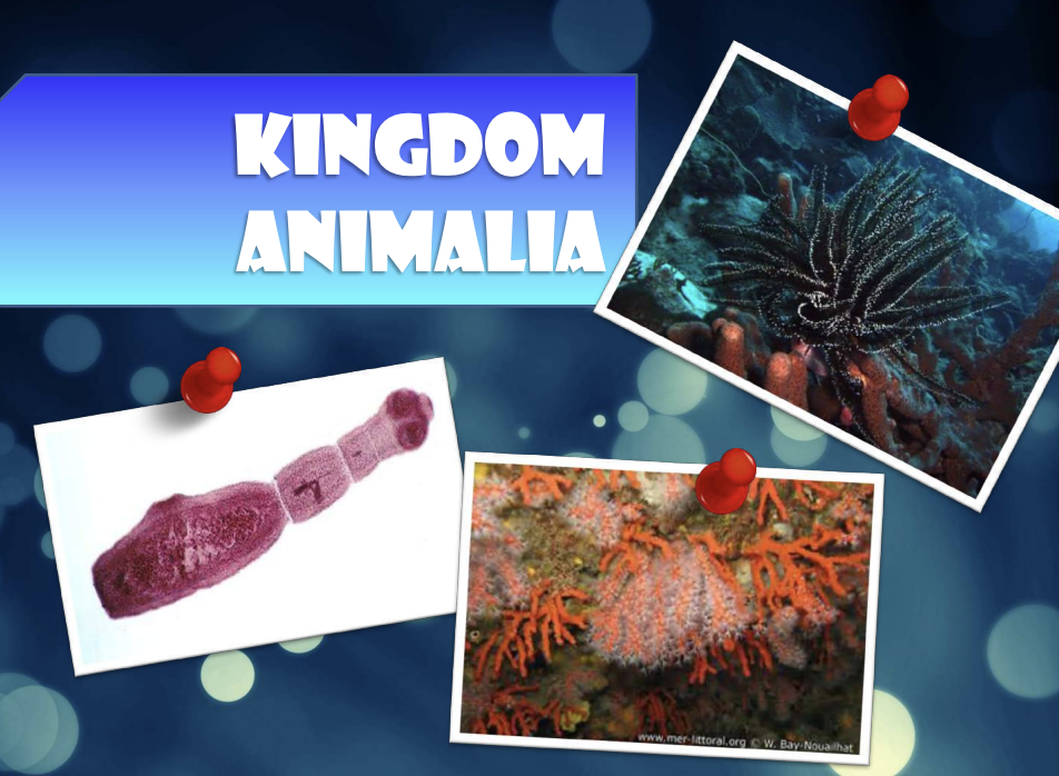 Kingdom Animalia Presentation Slides - NoteXchange