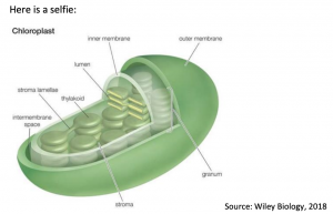 The World of Chloroplasts in Biology