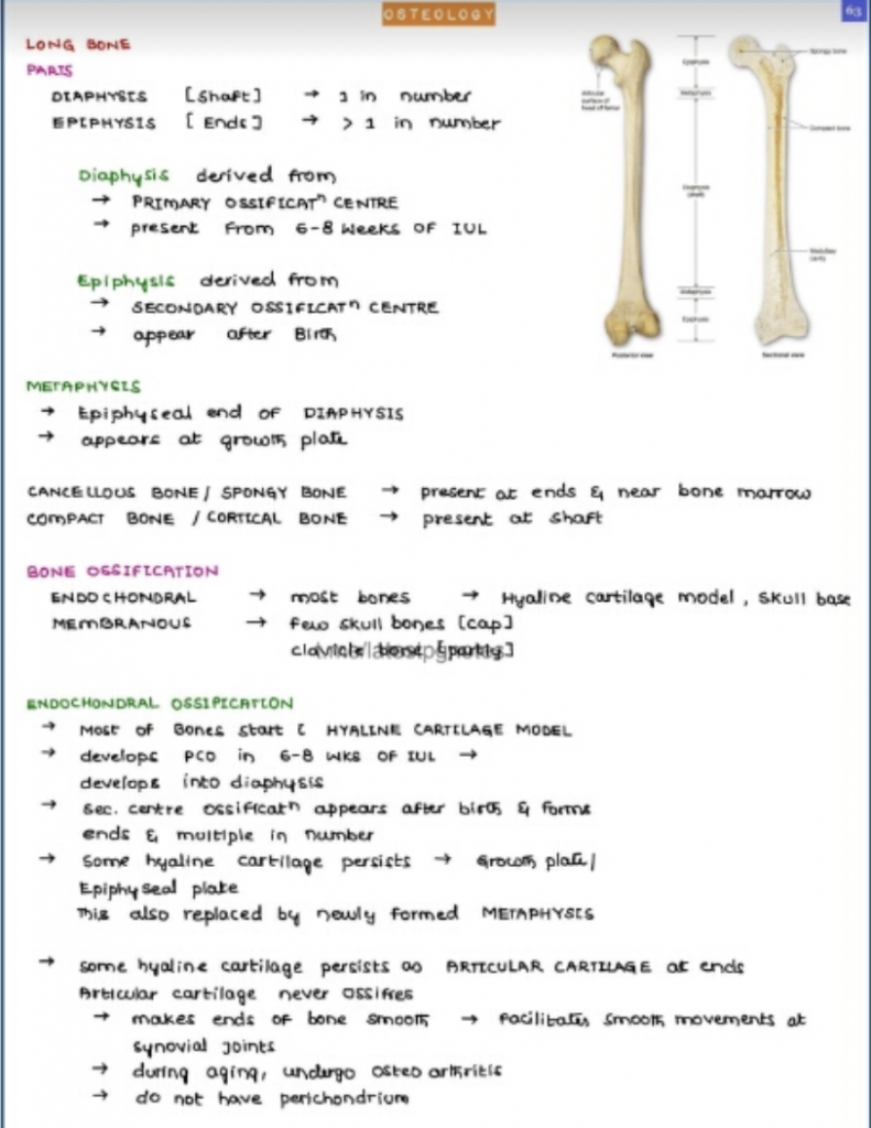 Medical Anatomy Notes