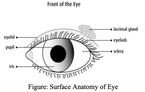 Anatomy and Physiology of the Eye